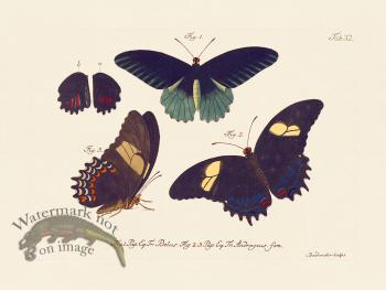 Jablonsky Butterfly 011